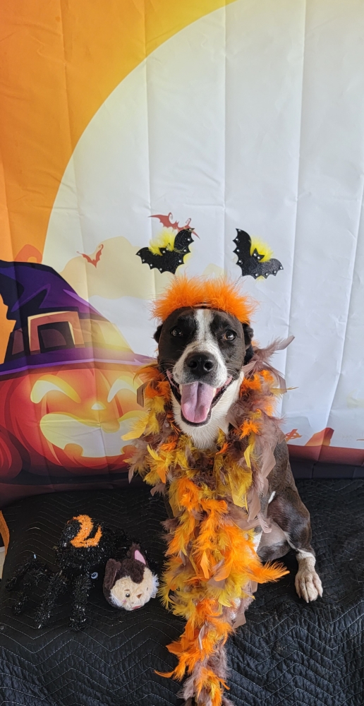 Dog wearing a feather boa and a bobbly bat headband